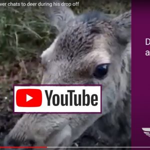 Șofer de livrare alimentează Deer